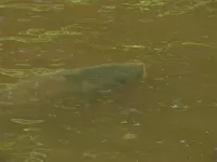 Europese karper [Cyprinus carpio]